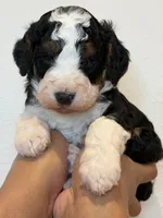 Scout, a male Bernedoodle and Miniature Bernedoodle for sale in Celina, TX – 3 of 3