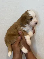 Bingo, a female Bernedoodle and Miniature Bernedoodle for sale in Celina, TX – 3 of 3