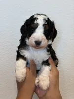 Scout, a male Bernedoodle and Miniature Bernedoodle for sale in Celina, TX – 2 of 3
