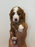 Waffle, a female Bernedoodle and Miniature Bernedoodle for sale in Celina, TX – 1 of 3