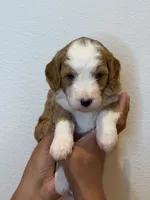 Bingo, a female Bernedoodle and Miniature Bernedoodle for sale in Celina, TX – 1 of 3