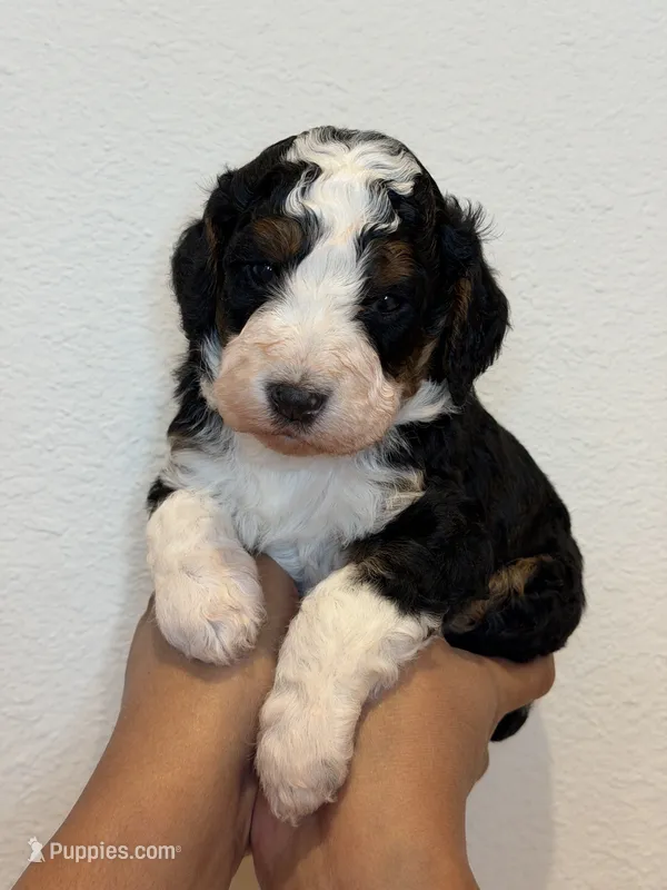 Scout – Bernedoodle puppy for sale in Celina, TX