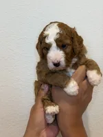 Waffle, a female Bernedoodle and Miniature Bernedoodle for sale in Celina, TX – 2 of 3