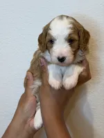 Bingo, a female Bernedoodle and Miniature Bernedoodle for sale in Celina, TX – 2 of 3