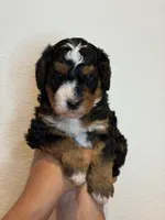 Luna, a female Bernedoodle and Miniature Bernedoodle for sale in Celina, TX – 2 of 3