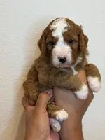 Waffle, a female Bernedoodle and Miniature Bernedoodle for sale in Celina, TX – 3 of 3