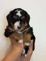 Luna, a female Bernedoodle and Miniature Bernedoodle for sale in Celina, TX – 3 of 3