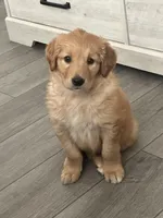 Zoey, a female Golden Retriever for sale in Torrance, CA – Photo 1 of 2