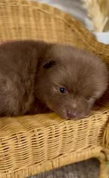 Sailor, a male Pomeranian for sale in Eden, NC – 2 of 3