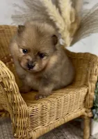 Skipper, a male Pomeranian for sale in Eden, NC – 2 of 4