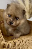 Skipper, a male Pomeranian for sale in Eden, NC – 3 of 4