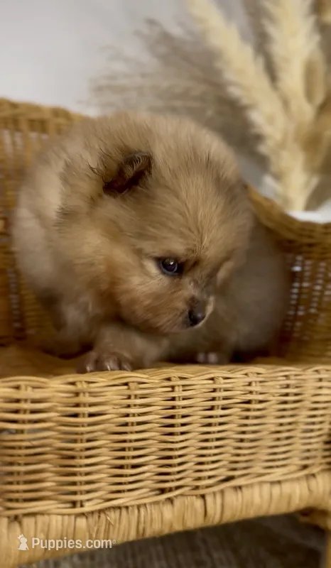 Skipper – Pomeranian puppy for sale in Eden, NC