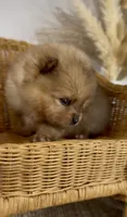 Skipper, a male Pomeranian for sale in Eden, NC – 1 of 4