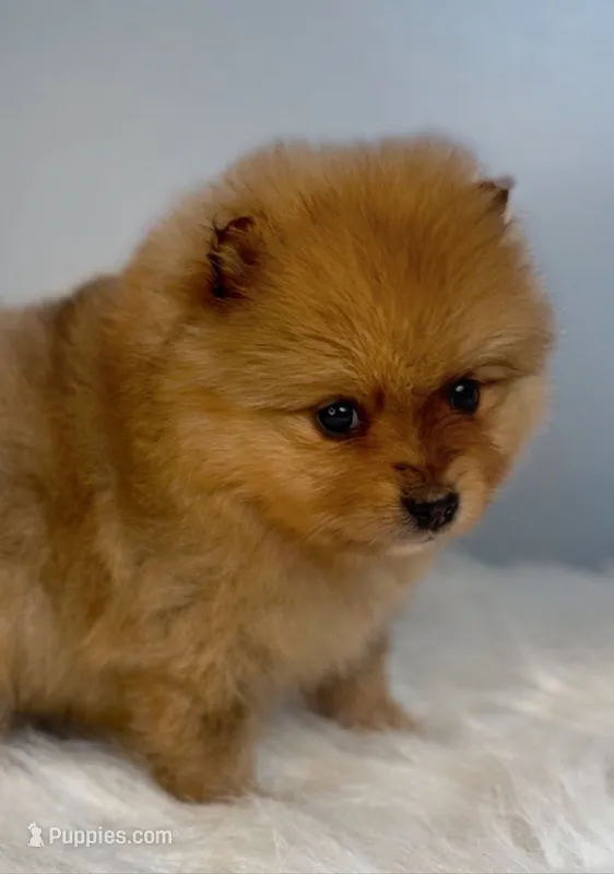 Skipper – Pomeranian puppy for sale in Eden, NC