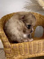 Bolt, a male Pomeranian for sale in Eden, NC – 3 of 3