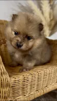 Skipper, a male Pomeranian for sale in Eden, NC – 4 of 4
