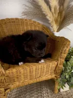 Breeze, a female Pomeranian for sale in Eden, NC – 2 of 2