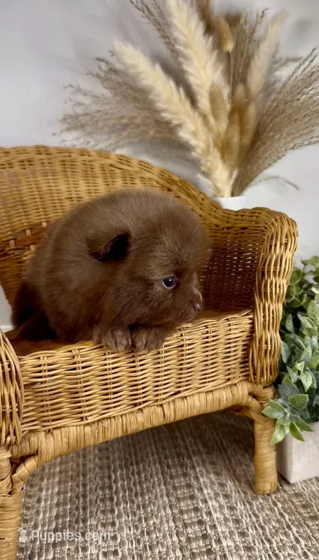 Sailor – Pomeranian puppy for sale in Eden, NC