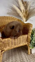 Sailor, a male Pomeranian for sale in Eden, NC – 1 of 3