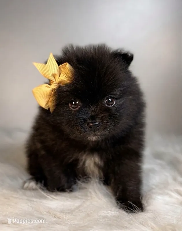 Breeze – Pomeranian puppy for sale in Eden, NC