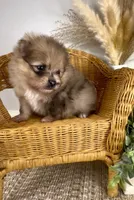 Bolt, a male Pomeranian for sale in Eden, NC – 2 of 3