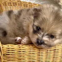 Bolt, a male Pomeranian for sale in Eden, NC – 1 of 3