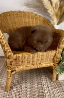 Sailor, a male Pomeranian for sale in Eden, NC – 3 of 3