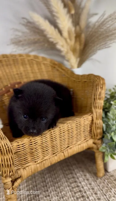 Isla – Pomeranian puppy for sale in Eden, NC