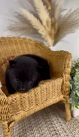 Isla, a female Pomeranian for sale in Eden, NC – 1 of 2