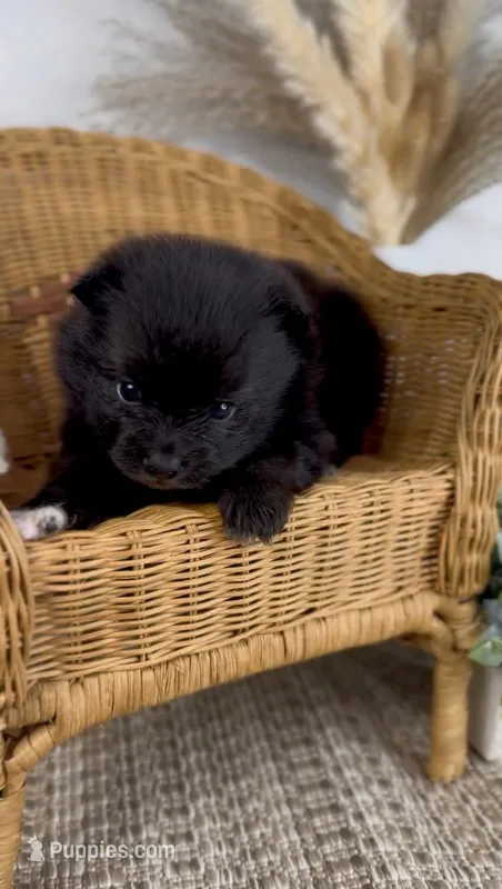 Breeze – Pomeranian puppy for sale in Eden, NC