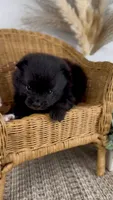 Breeze, a female Pomeranian for sale in Eden, NC – 1 of 2