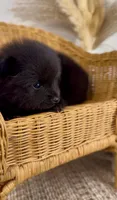 Isla, a female Pomeranian for sale in Eden, NC – 2 of 2
