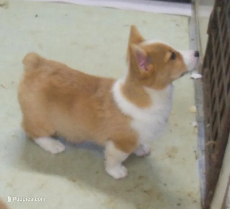 Gorgie#1...genetic tested