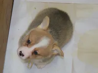 Gorgie#1...genetic tested, a male Pembroke Welsh Corgi for sale in Zanesville, OH – Photo 1 of 6