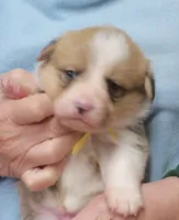 Gorgie#1...genetic tested, a male Pembroke Welsh Corgi for sale in Zanesville, OH – Photo 5 of 6