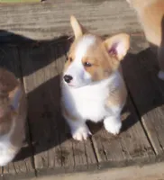 Gorgie#1...genetic tested, a male Pembroke Welsh Corgi for sale in Zanesville, OH – Photo 2 of 6