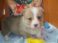 Gorgie#1...genetic tested, a male Pembroke Welsh Corgi for sale in Zanesville, OH – Photo 4 of 6