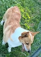 Honeymoon, a  Pembroke Welsh Corgi for sale in Zanesville, OH – 3 of 4