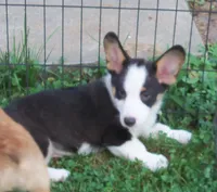 Romeo, a male Pembroke Welsh Corgi for sale in Zanesville, OH – 2 of 4