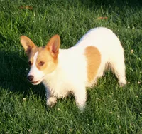 Rusty...triple clear, a male Pembroke Welsh Corgi for sale in Zanesville, OH – 4 of 6