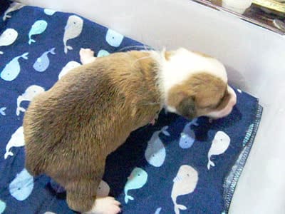 MALE..blue...4x clear, a male Pembroke Welsh Corgi for sale in Zanesville, OH – 7 of 7