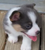 Slate   (Bluie), a male Pembroke Welsh Corgi for sale in Zanesville, OH – 3 of 9