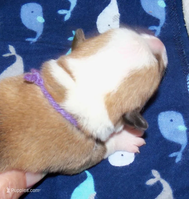MALE...purple – Pembroke Welsh Corgi puppy for sale in Zanesville, OH