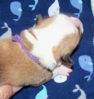 MALE...purple, a male Pembroke Welsh Corgi for sale in Zanesville, OH – 1 of 5