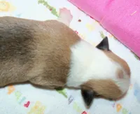 FEMALE...dotty, a female Pembroke Welsh Corgi for sale in Zanesville, OH – 3 of 5