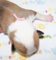 Female.....pink, a female Pembroke Welsh Corgi for sale in Zanesville, OH – 3 of 3