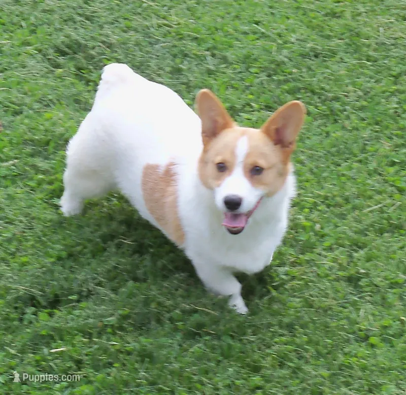 Rusty...triple clear – Pembroke Welsh Corgi puppy for sale in Zanesville, OH