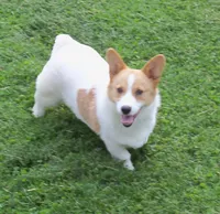 Rusty...triple clear, a male Pembroke Welsh Corgi for sale in Zanesville, OH – 1 of 6