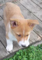 Rascal, a male Pembroke Welsh Corgi for sale in Zanesville, OH – Photo 7 of 8