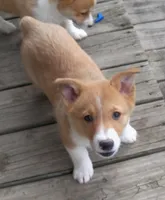 Rascal, a male Pembroke Welsh Corgi for sale in Zanesville, OH – Photo 6 of 8